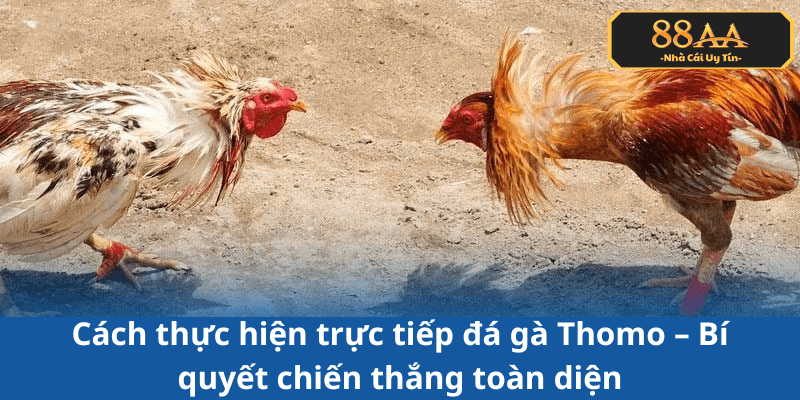 Các hình thức và phương pháp tham gia trực tiếp đá gà Thomo hiện nay