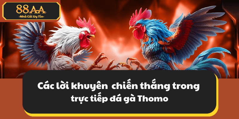 Các lời khuyên của bạn trong trực tiếp đá gà Thomo