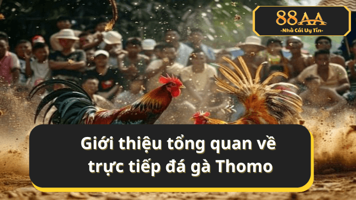 Giới thiệu tổng quan về trực tiếp đá gà Thomo