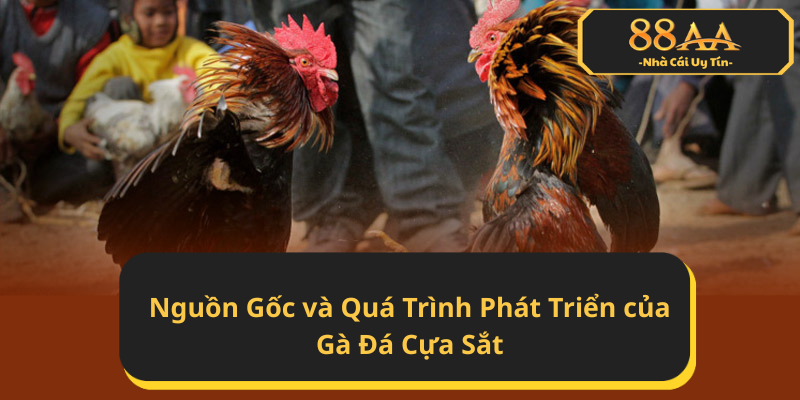 Nguồn Gốc và Quá Trình Phát Triển của Gà Đá Cựa Sắt