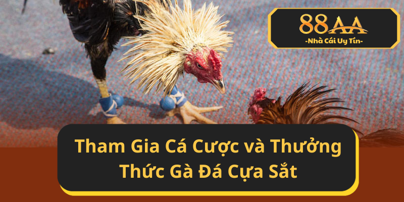 Tham Gia Cá Cược và Thưởng Thức Gà Đá Cựa Sắt